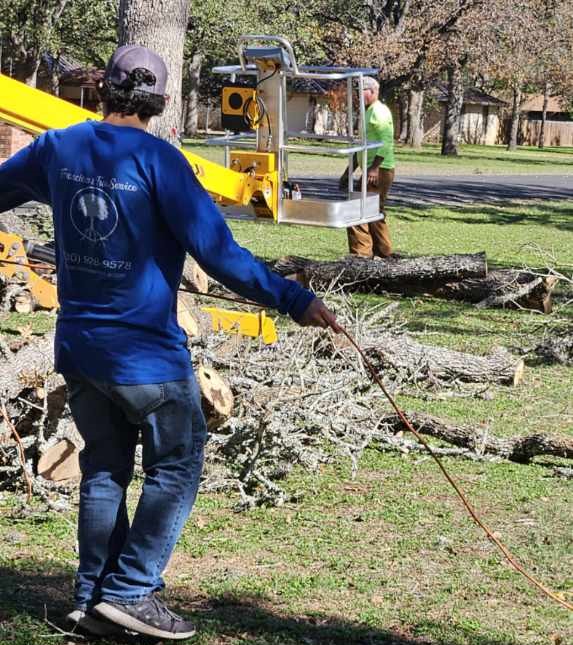 Tree Contractor